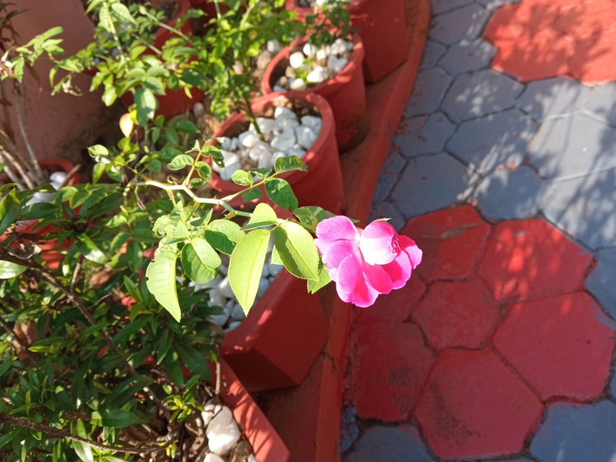 Beautiful dark pink rose flower has opened only half its petals