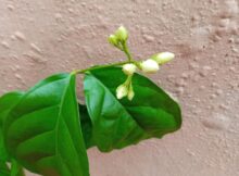 Layered Vine Jasmine Flowering