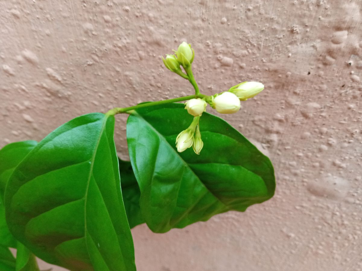 Layered Vine Jasmine Flowering