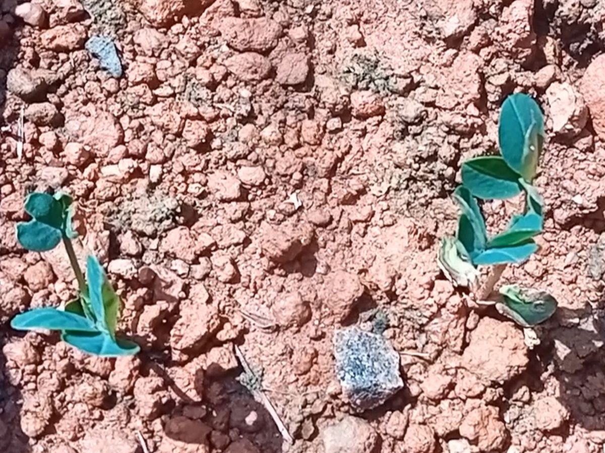 My first groundnut plants