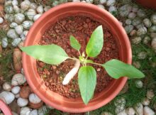 Tiny sunflower bud