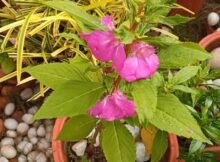 Several beautiful Balsam flowers and buds