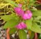 Several beautiful Balsam flowers and buds