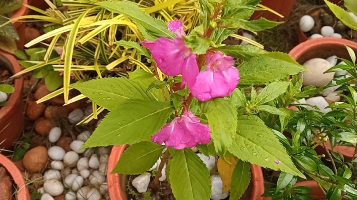 Several beautiful Balsam flowers and buds