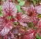 My amaranth plants