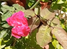 Beautiful dark pink rose flower