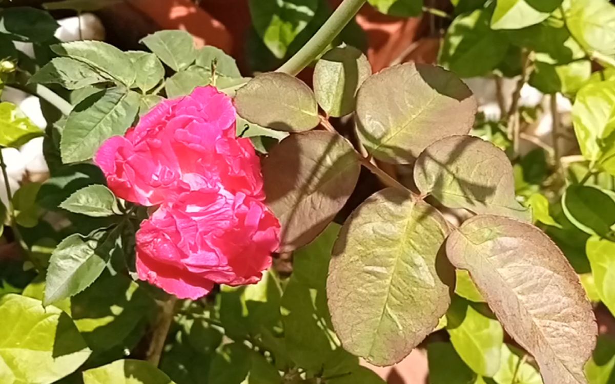 Beautiful dark pink rose flower
