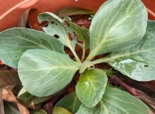 Cabbage plants growing well