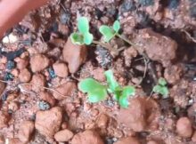 Cauliflower seedlings sprouting