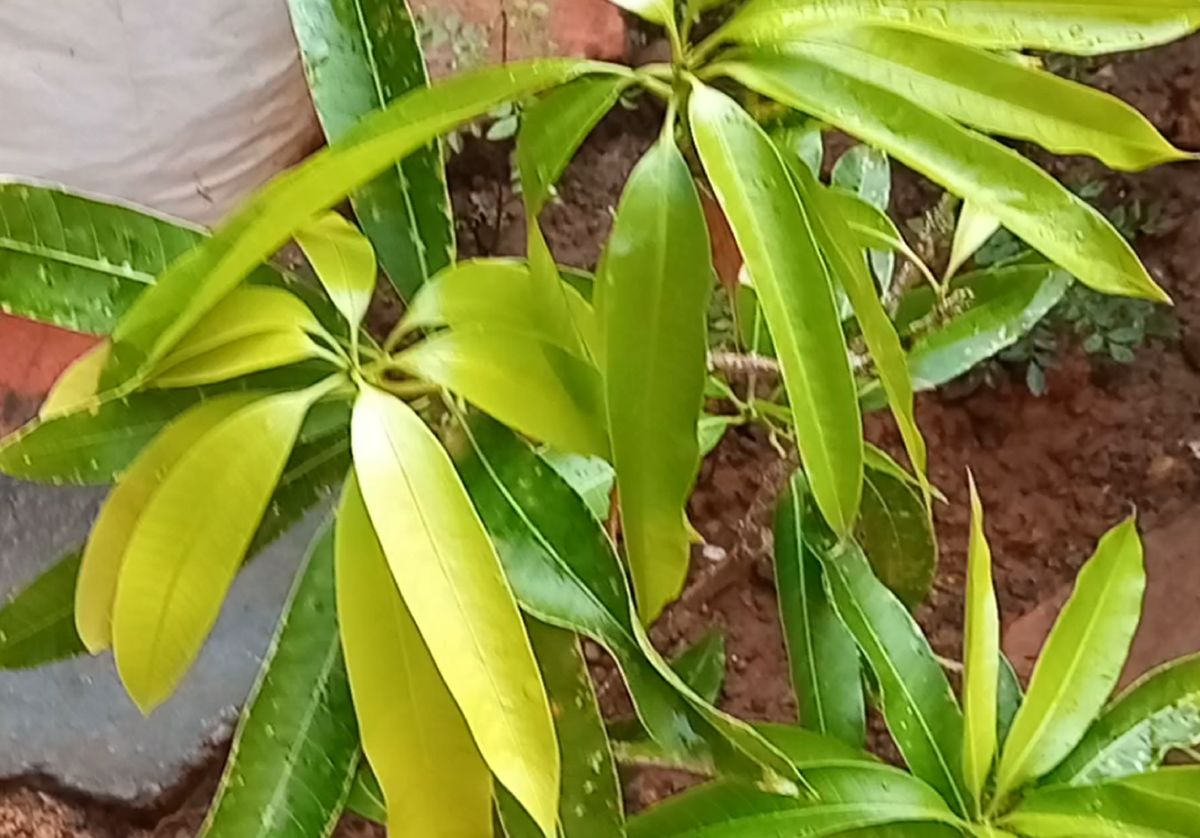 Mango plant with fresh leaves 