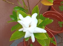 My first gardenia flower