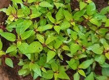 Plenty of Celosia (Cockscomb) saplings