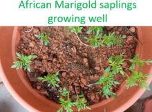 African Marigold saplings growing well