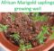 African Marigold saplings growing well