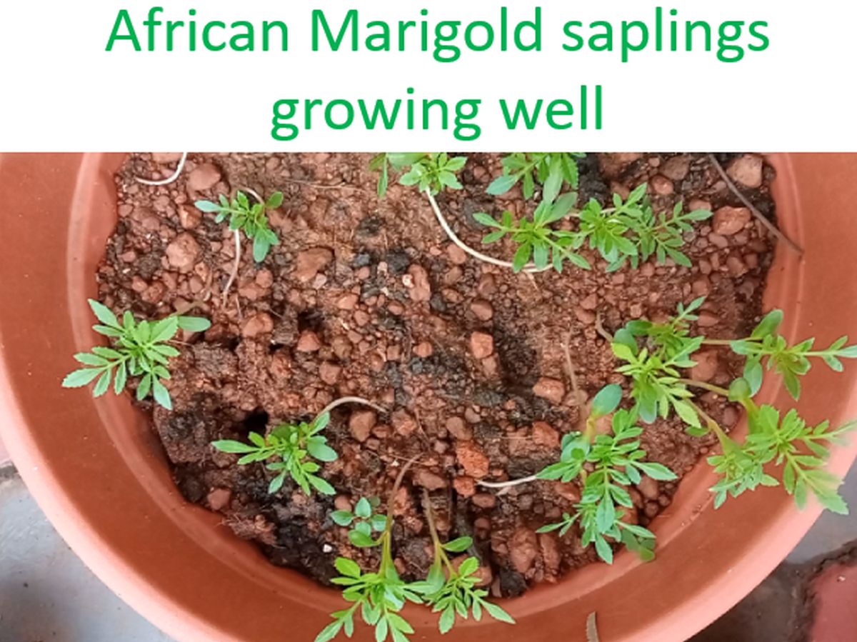 African Marigold saplings growing well