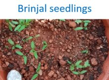 Brinjal seedlings