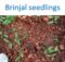 Brinjal seedlings