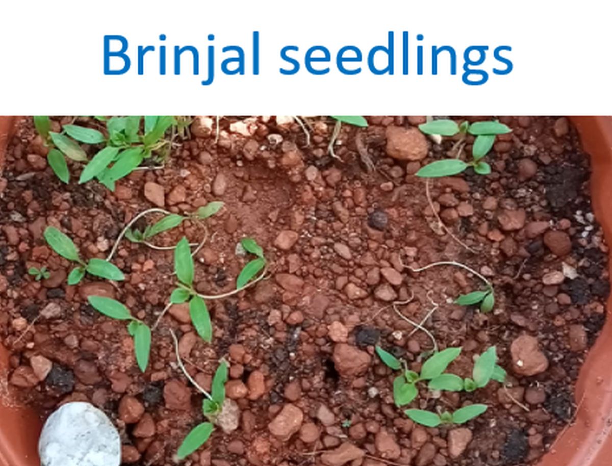 Brinjal seedlings