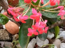 Bunch of bright pink Ixora flowers