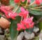 Bunch of bright pink Ixora flowers