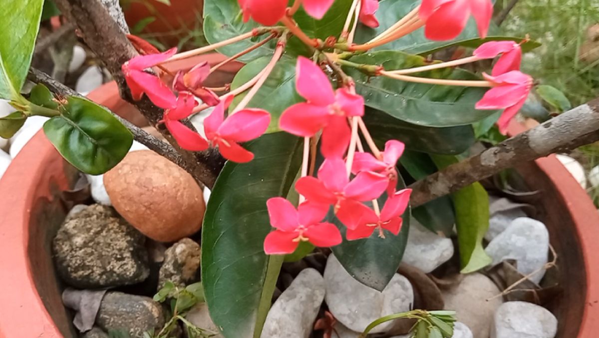 Bunch of bright pink Ixora flowers