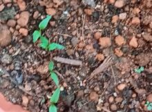 Capsicum seedlings