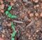 Capsicum seedlings