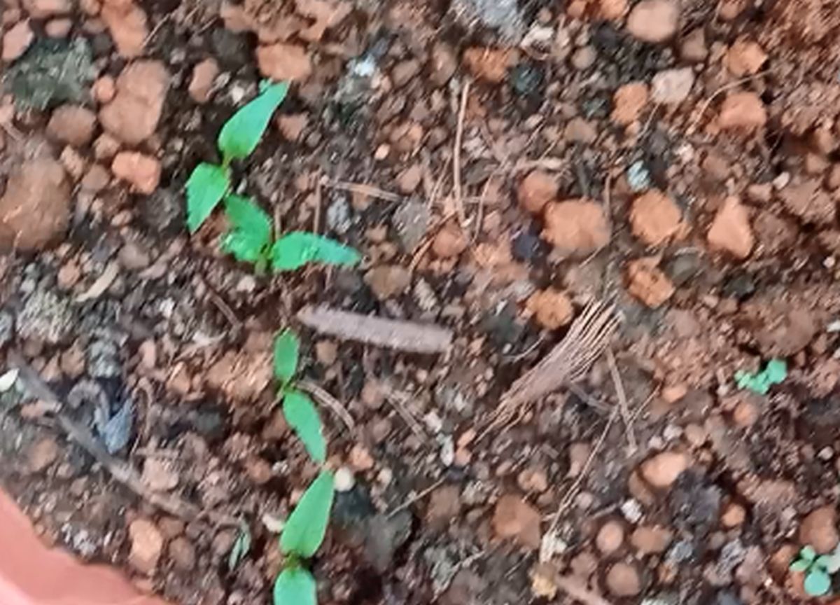 Capsicum seedlings