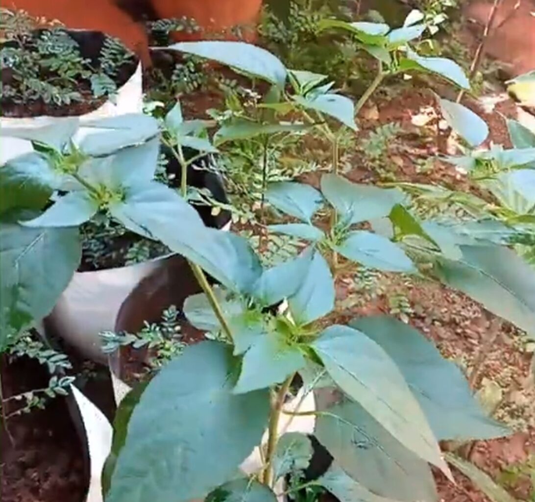 Chilli plant growing well