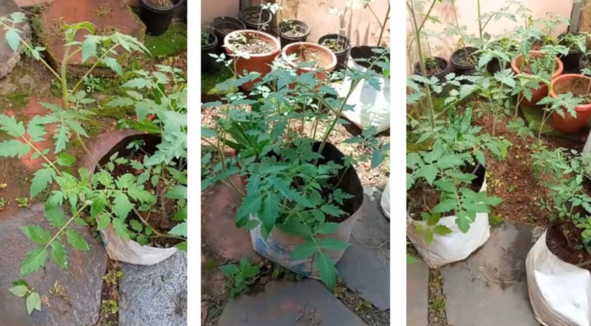 Growing Tomato plants