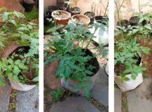 Growing Tomato plants