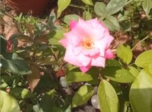 Light pink and bright pink rose flowers