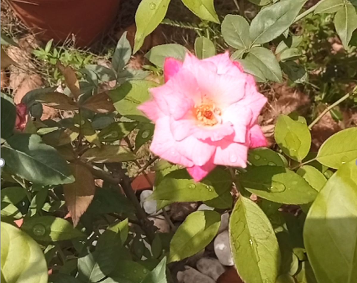 Light pink and bright pink rose flowers