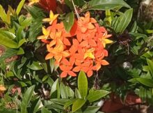 Nice bright red Ixora flower bunches