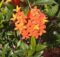 Nice bright red Ixora flower bunches