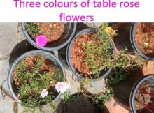 Three colours of table rose flowers