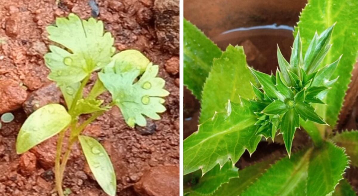 Two types of coriander