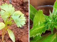 Two types of coriander