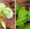 Two types of coriander