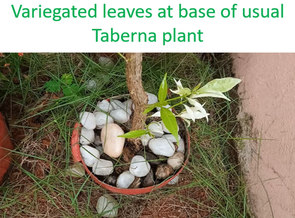 Variegated leaves at base of usual Taberna plant