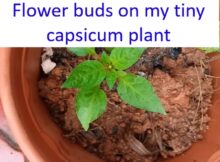 Flower buds on my tiny capsicum plant