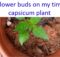 Flower buds on my tiny capsicum plant