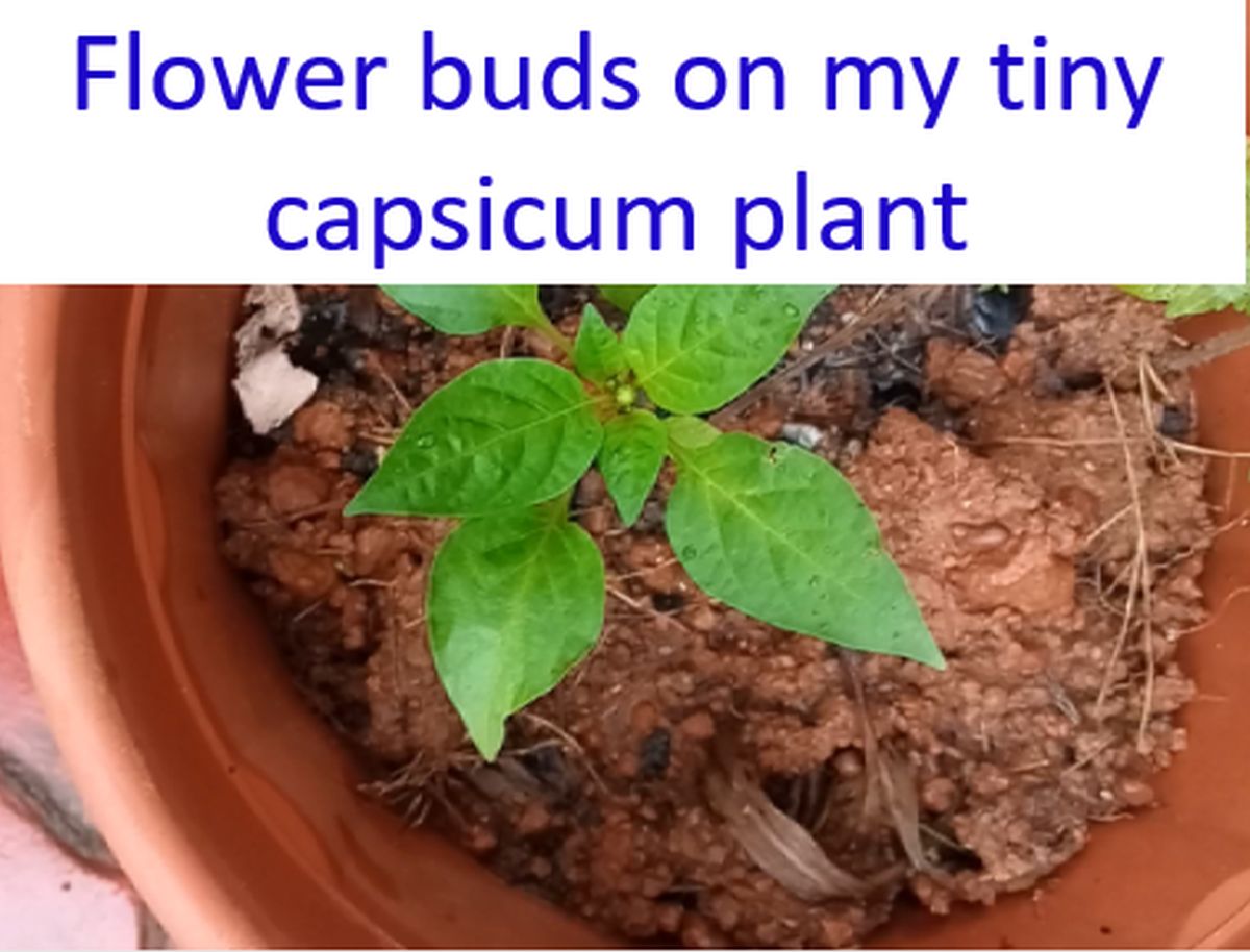 Flower buds on my tiny capsicum plant