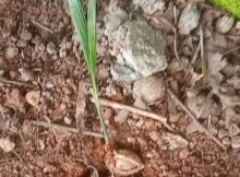 Areca nut plant coming up