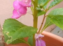 Beautiful violet Balsam flowers and several buds