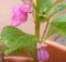 Beautiful violet Balsam flowers and several buds