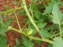 Finally I am seeing a fruit on my tomato plant!