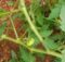 Finally I am seeing a fruit on my tomato plant!