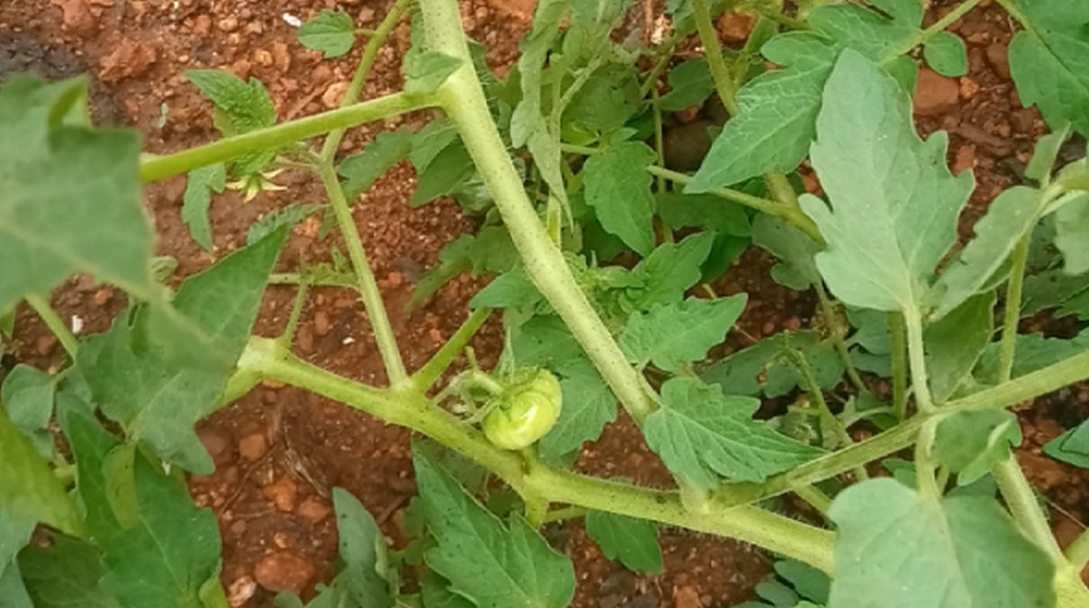 Finally I am seeing a fruit on my tomato plant!